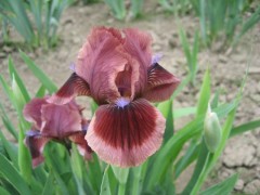 Irys bródkowy niski ‘Cat's Eye’ (Iris x barbata )